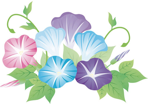 3 1 Best あさがお Images Stock Photos Vectors Adobe Stock 3 1 Best あさがお Images Stock Photos Vectors Adobe Stock