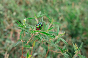 spider on a green leaf