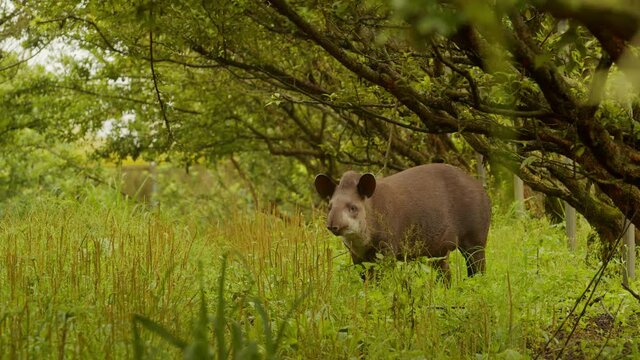 Brazilian tapir looking for food in the atlantic forest / Anta brasileira em busca de comida na mata atl&acirc;ntica