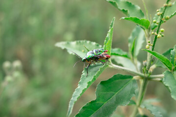bug on a leaf