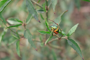 ladybird on a leaf