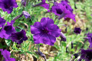 flowers in the garden
