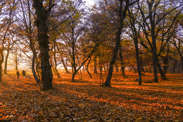 Autumn sun among the trees. 