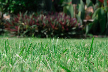 grass in the garden