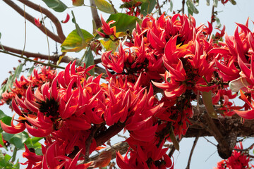red and yellow flowers