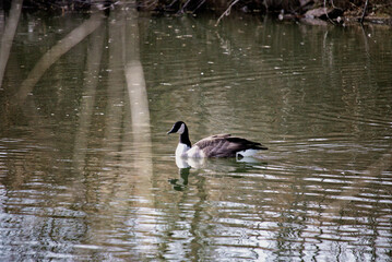 duck on the water