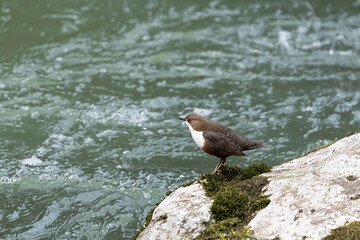 White-throated dipper at Erlauf River in Lower Austria