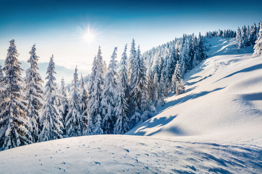 Beautiful winter scenery. Bright outdoor scene of mountain valley. Fir trees covered by fresh snow in Carpathian mountains. Sunny winter view with Pip Ivan summit, Ukraine, Europe.