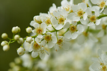 Blüten der Gewöhnlichen Traubenkirsche	