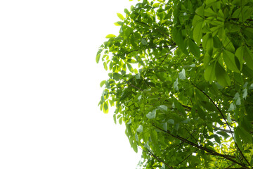 Fototapeta premium green leaves background