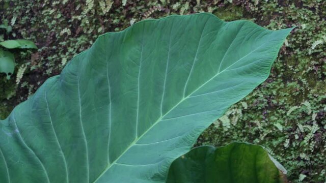 Big caladium Leaf. Close-Up View. Beauty in nature