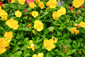 The yellow flower is called viola sorbet.