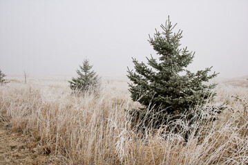 grass in the snow with fog