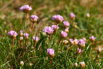 Naklejka premium Strand-Grasnelke (Armeria maritima) 