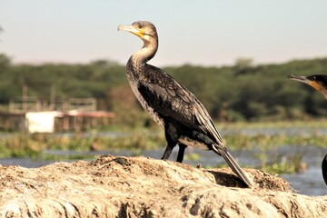 cormorant on rock