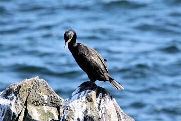 cormorant on rock