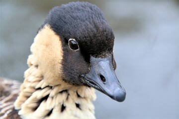 A close up of a Hawaiian Goose
