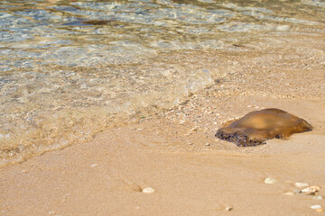 Brown jellyfish on a beach next to the water on a warm fall day at Prajjet Bay, Malta.