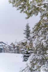 Snow covered trees in a city public park