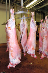 Abattoir, stockage carcasses moutons dans un frigo