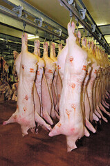 Abattoir, carcasses de porcs dans un frigo