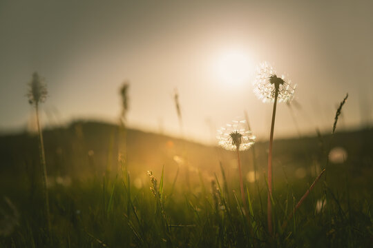 Green grass with dandelions in the mountains at sunset. Macro image, shallow depth of field. Summer nature background.
