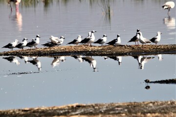Fototapeta na wymiar Seagulls reflected in the water