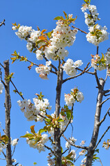 Cerezos en flor en Sant Climent de Llobregar Barcelona