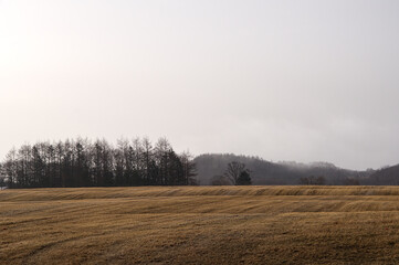 曇り空の下の早春の牧草地