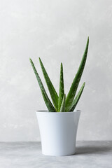 An aloe vera plant in a modern pot on a gray background. The concept of minimalism