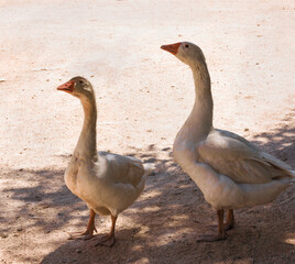 HAPPY WHITE GEESE WALKING IN THE MEADOW UNDER A SUNNY DAY