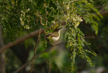Sunbird