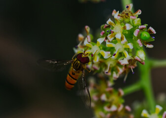bee