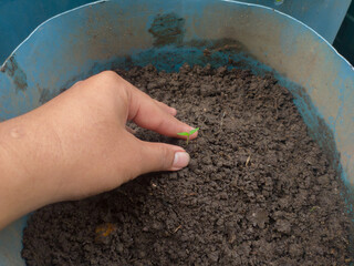 a man's hand planting fruit seeds in a pot, a photo suitable for an earth saving and earth day program