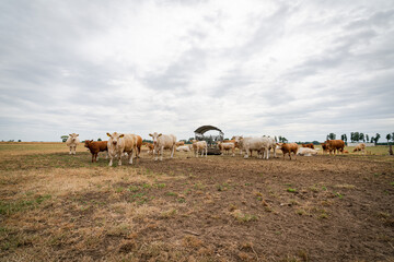 Fototapeta na wymiar Trockenheit - Dürre, Kühe und Rinder auf einer verdorrten Weide, landwirtschaftliches Symbolfoto.