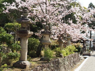 石灯籠と桜