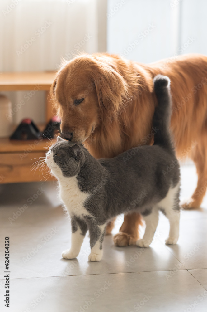 Wall mural british shorthair and golden retriever