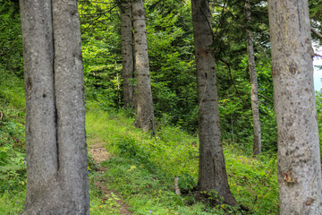 natural forest pine trees photo