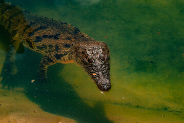 crocodile in the water