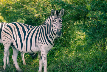 zebra on grass