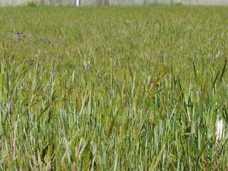 スズメノテッポウ