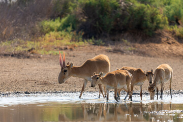 Obraz na płótnie Canvas Herd Saiga antelopes or Saiga tatarica at water place in steppe