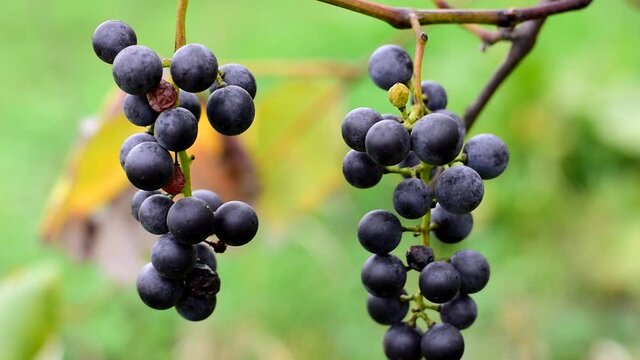Blue grapes are ripe. Growing and harvesting grapes.