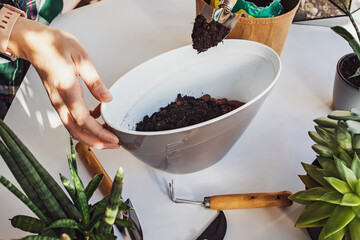 Woman's hands transplanting succulents in one pot on.