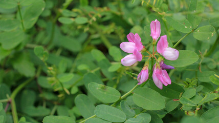 natural pink crown vetch flower photo