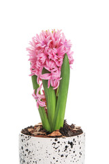 Beautiful blooming hyacinth plant on white background