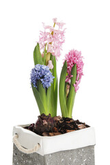 Beautiful blooming hyacinth plants on white background