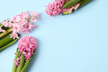 Beautiful blooming hyacinth plants on color background