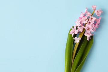 Beautiful blooming hyacinth plant on color background