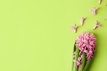 Beautiful blooming hyacinth plant on color background